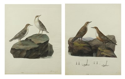 Lot 331 - Müller [Salomon?] A Pair of Ornithological...