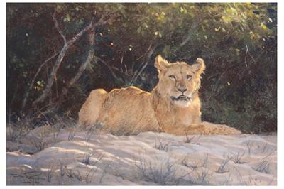 Lot 150 - DINO PARAVANO (ITALIAN 1935 - ) A lioness in...