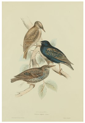 Lot 322 - Gould (John & Elizabeth) Natterer’s Warbler;...