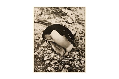 Lot 144 - Frank Hurley (1885-1962) BANZARE EXPEDITION...
