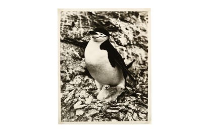 Lot 144 - Frank Hurley (1885-1962) BANZARE EXPEDITION...