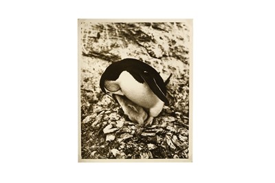 Lot 144 - Frank Hurley (1885-1962) BANZARE EXPEDITION...