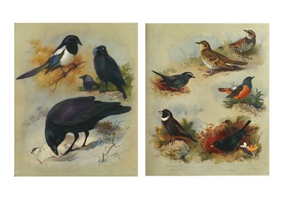 Lot 335 - Thorburn (Archibald) British Birds, 4 vol.,...