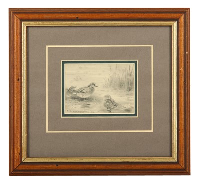 Lot 7 - Dixon (Otto Murray, 1885-1917) Wigeon, pencil...