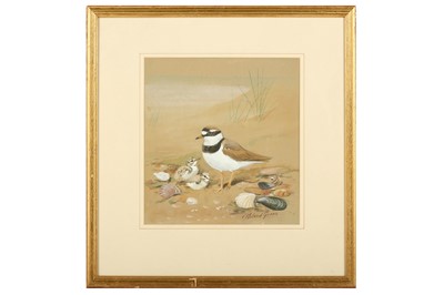 Lot 13 - Green (Roland, 1890-1972) Kentish Plover and...