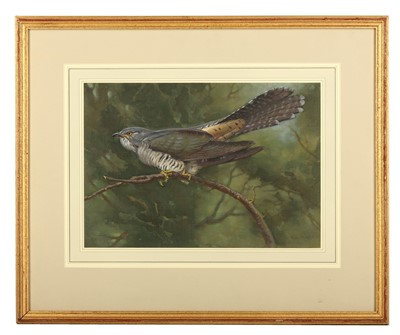 Lot 195 - Seaby (Allen W., 1867-1953) Cuckoo on a Branch,...