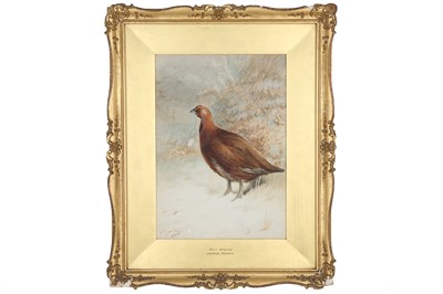 Lot 76 - Rankin (George, 1864-1937) Red Grouse,...