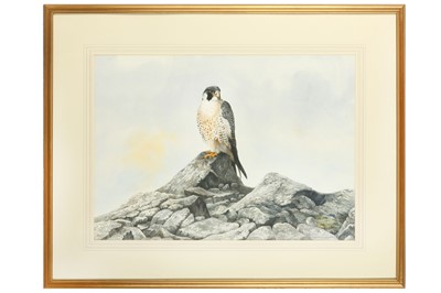 Lot 66 - Hill (Berrisford) Peregrine, original...