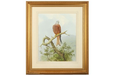 Lot 6 - Digby (R. David, b.1936) Red Kite, 600 x 475...