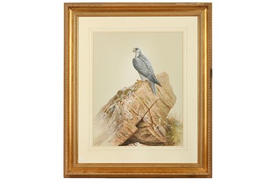 Lot 4 - Digby (R. David, b.1936) Goshawk, original...