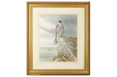 Lot 5 - Digby (R. David, b.1936) Peregrine, original...