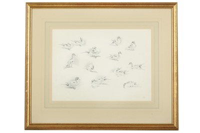 Lot 37 - Harrison (J. C.) ‘Pintail’ [study], 250 x 330...