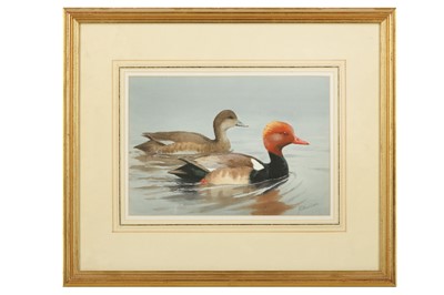 Lot 36 - Harrison (J. C.) Pair of Red-crested Pochards,...