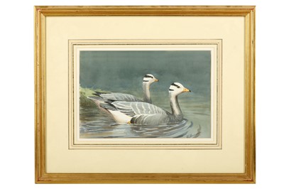 Lot 33 - Harrison (J. C.) Pair of Bar-headed geese,...