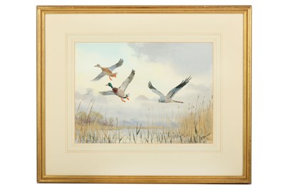 Lot 23 - Harrison (J. C.) Falcon & Ducks, original...