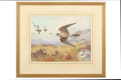 Lot 30 - Harrison (J. C.) Immature Peregrine & Grouse,...