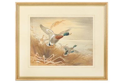 Lot 14 - Harrison (J. C.) Mallards Taking Off, original...