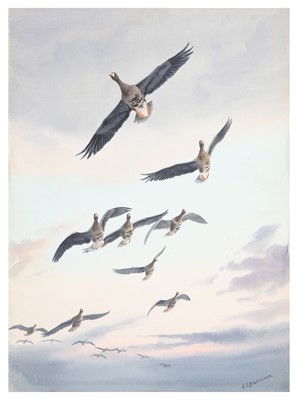 Lot 26 - Harrison (J. C.) Greater White-fronted Geese,...