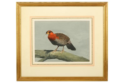 Lot 55 - Harrison (J. C.) Blyth’s Tragopan, original...