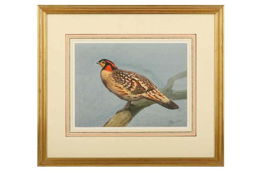 Lot 56 - Harrison (J. C.) Cabot’s Tragopan, original