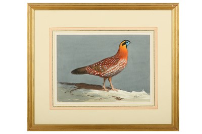 Lot 63 - Harrison (J. C.) Tremminck’s Tragopan,...