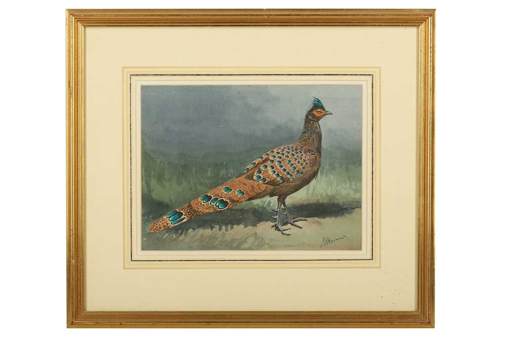 Lot 61 - Harrison (J. C.) Peacock-pheasant, original...