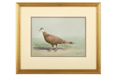 Lot 60 - Harrison (J. C.) Palawan Peacock Pheasant,...