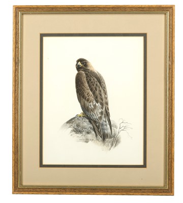 Lot 67 - Johnston (David, b.1946) Kestrels, Falcons &...