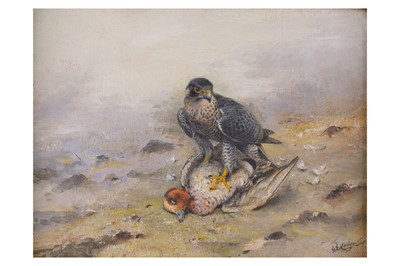 Lot 68 - Lodge (George E.) Peregrine with Wigeon Kill,...