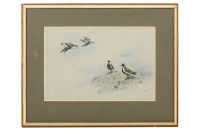 Lot 71 - Lodge (George E.) Golden Plover Studies,...