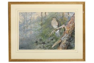 Lot 69 - Lodge (George E.) ‘Sparrowhawk among Larch’,...