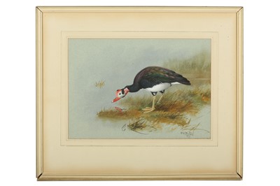 Lot 102 - Rickman (Philip) Muscovy Duck, frame loose at...