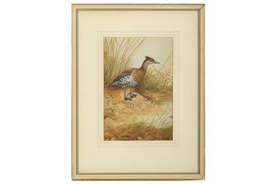 Lot 98 - Rickman (Philip) Brown Tufted Duck, signed &...