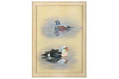 Lot 95 - Rickman (Philip) Harlequin & Eider Ducks,...