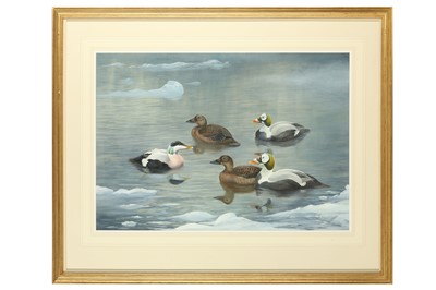 Lot 104 - Rickman (Philip) Common & Spectacled Eider,...