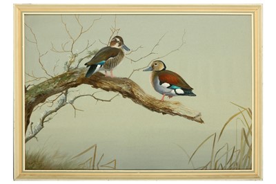 Lot 107 - Rickman (Philip) Ringed Teal, original...