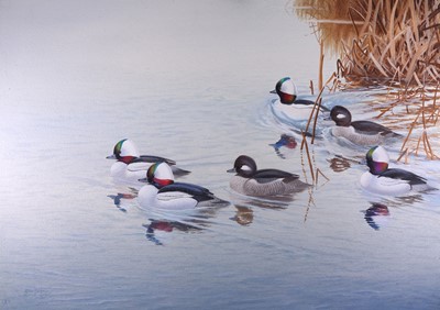 Lot 86 - Rickman (Philip) Buffleheads, pencil sketches...