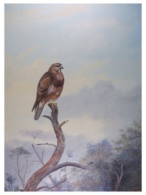 Lot 108 - Rickman (Philip) Buzzard on a Branch, on blue...