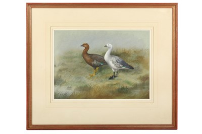 Lot 141 - Rickman (Philip) Pair of Magellan Geese; Pair...