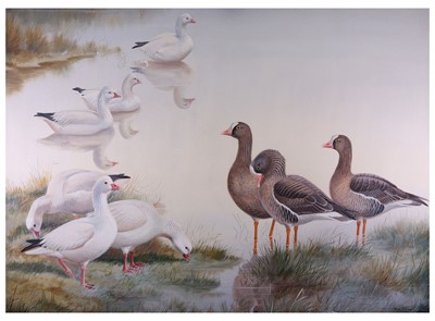 Lot 136 - Rickman (Philip) Greater White-fronted Geese,...