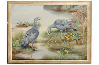 Lot 132 - Rickman (Philip) Cape Barren Geese, original...