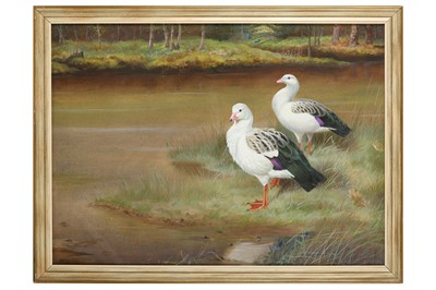 Lot 129 - Rickman (Philip) Andean Geese, original...