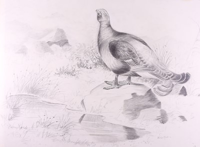 Lot 151 - Rickman (Philip) A portfolio of 60 bird pencil...