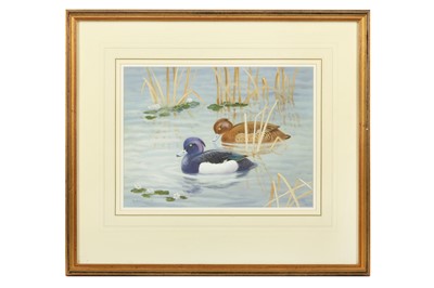 Lot 189 - Robjent (Richard) Pair of Tufted Ducks; Pair...