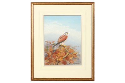 Lot 171 - Robjent (Richard) Kestrel, 330 x 250 mm; Hobby,...