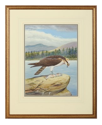 Lot 174 - Robjent (Richard) Osprey, signed lower left;...