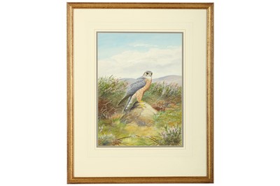 Lot 168 - Robjent (Richard) Goshawk, 230 x 320 mm;...