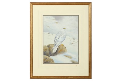 Lot 169 - Robjent (Richard) Gyrfalcon, 320 x 240 mm;...