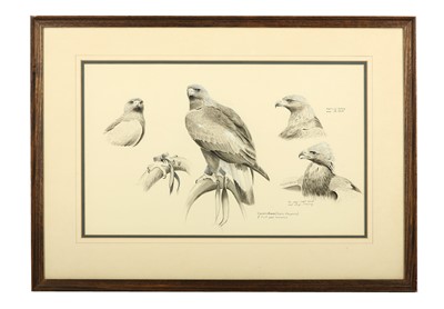 Lot 188 - Robjent (Richard) Birds of Prey Study in an...