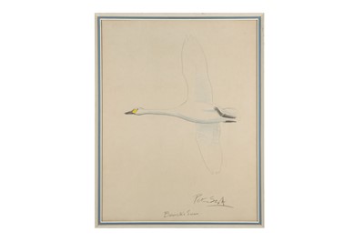 Lot 194 - Scott (Peter, Sir) ‘Bewick’s Swan’, original...